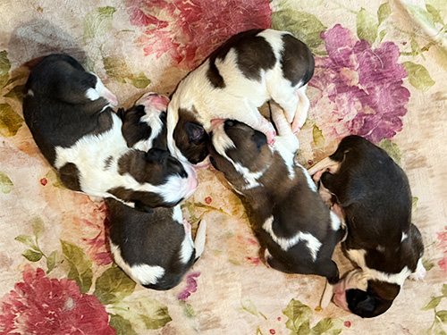Newborns